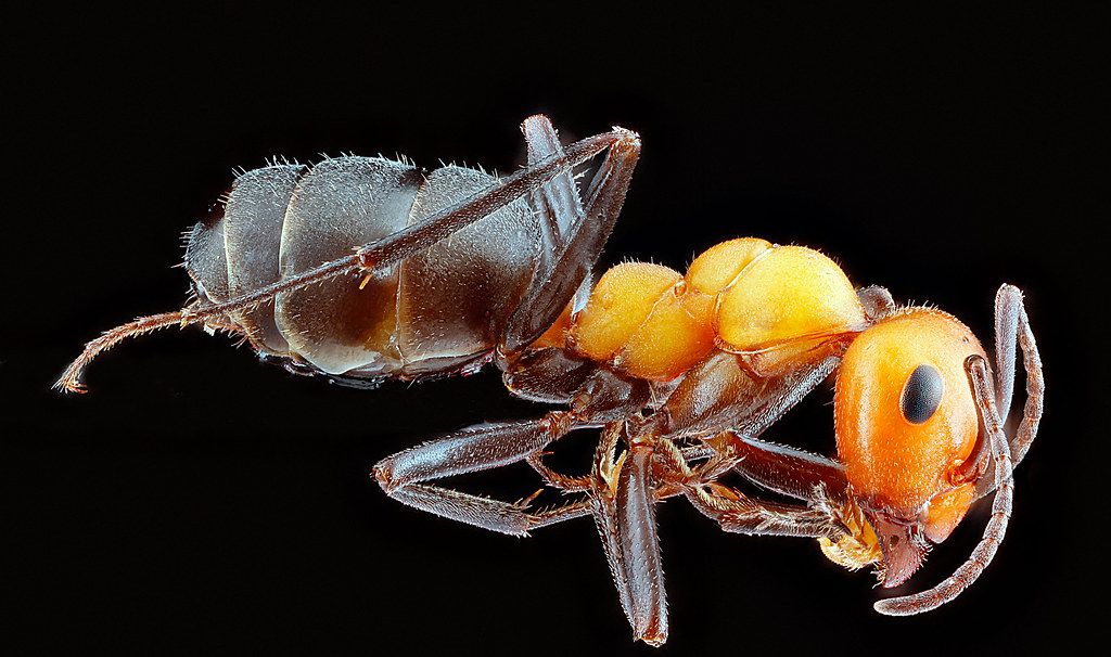 Ant Control service in Santa Barbara, CA