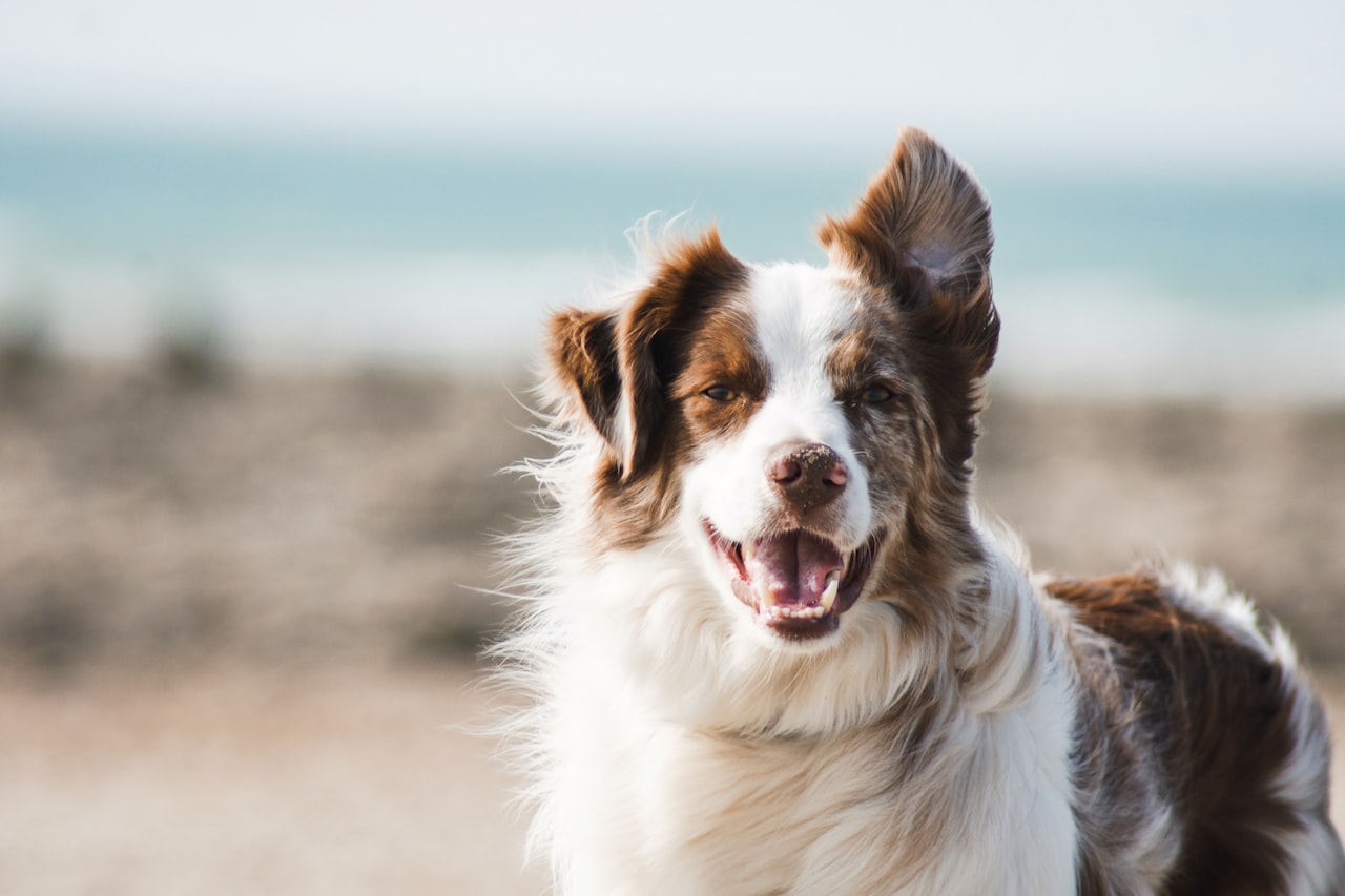 Flea & Tick Control service in Santa Barbara, CA