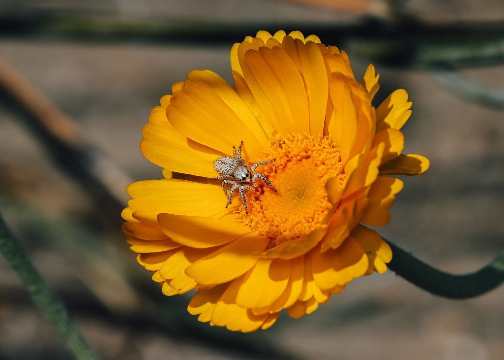 Spider Control service in Santa Barbara, CA